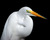whiteheron