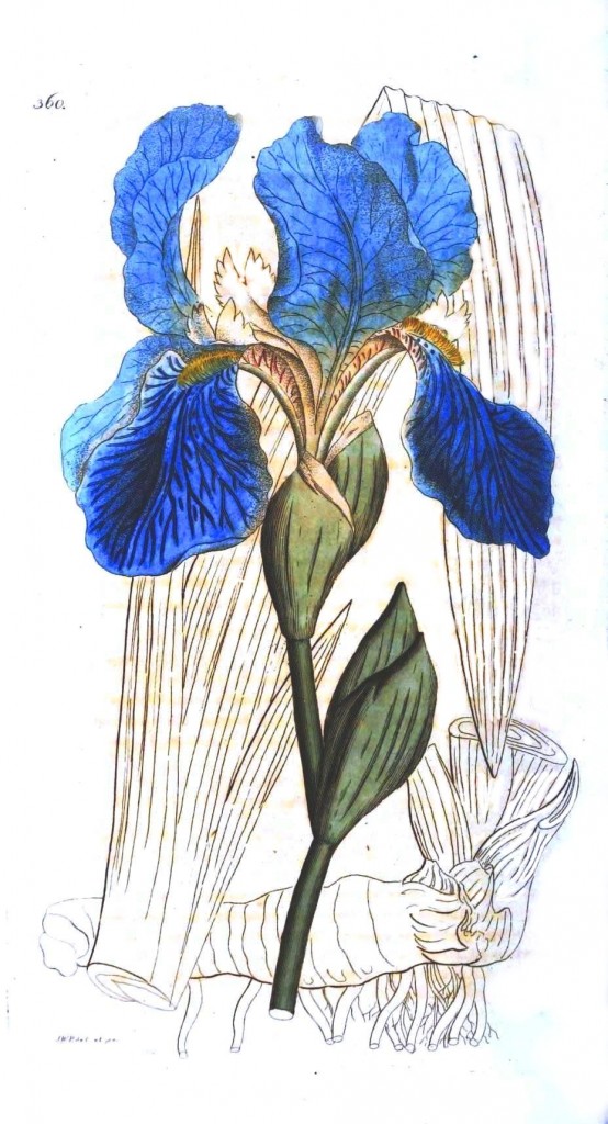 Botanical flower iris blue 554x1024