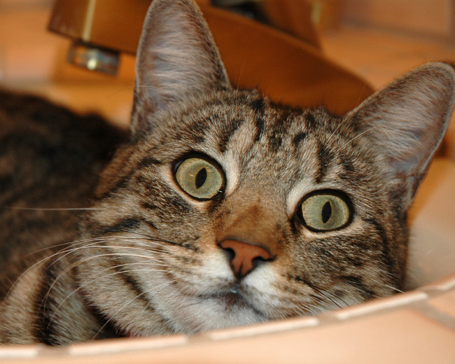 Annie in the sink