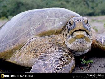 Turtle1