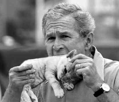 Bush eating kitten