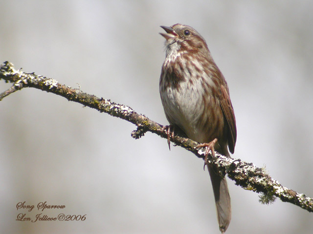 Song sparrow apr