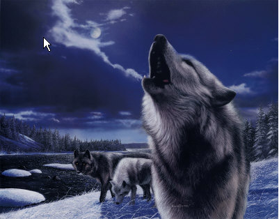 Wolf wolves howl