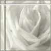 White rose avatar