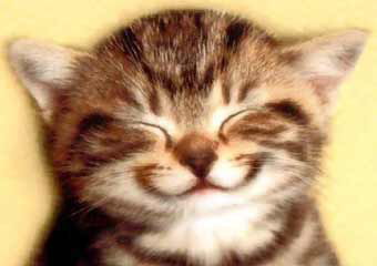 Kitten smile
