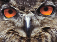 Owl avatar