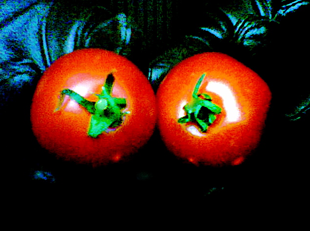 Icons tomatoesii