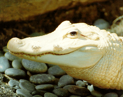 White alligator