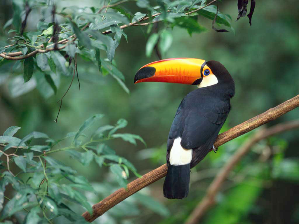 Toco toucan