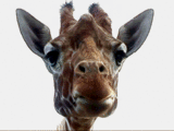 Th giraffe