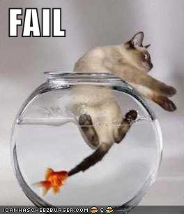 Funny picture cat fail