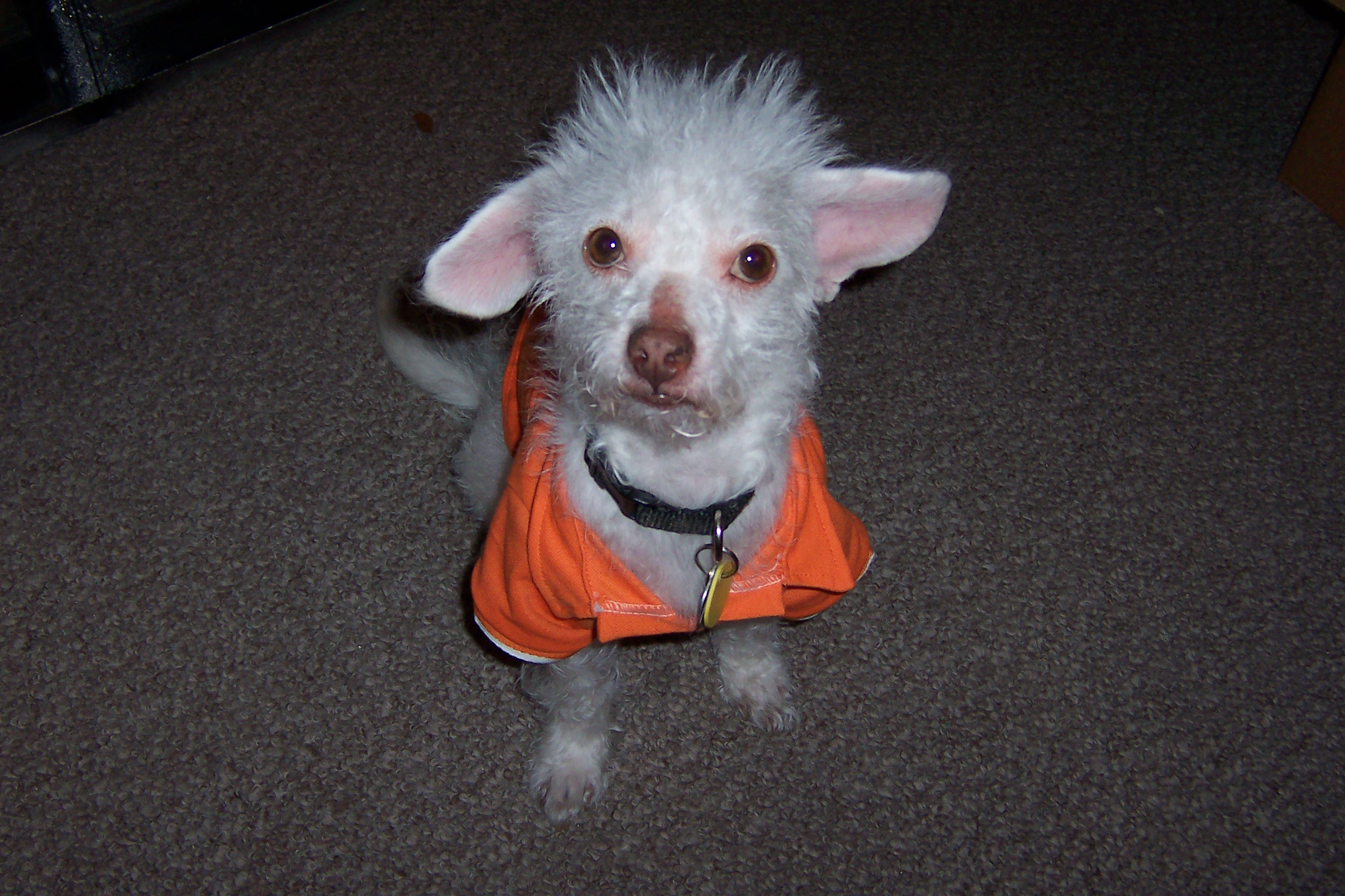 Wiley in his orange polo 001