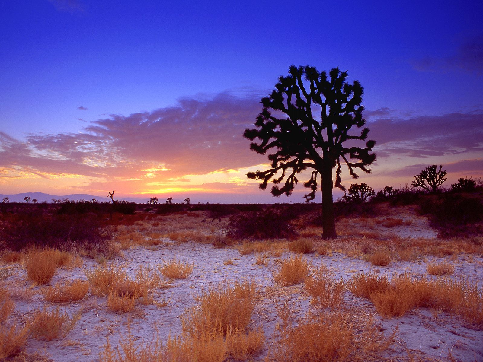 Mojave desert