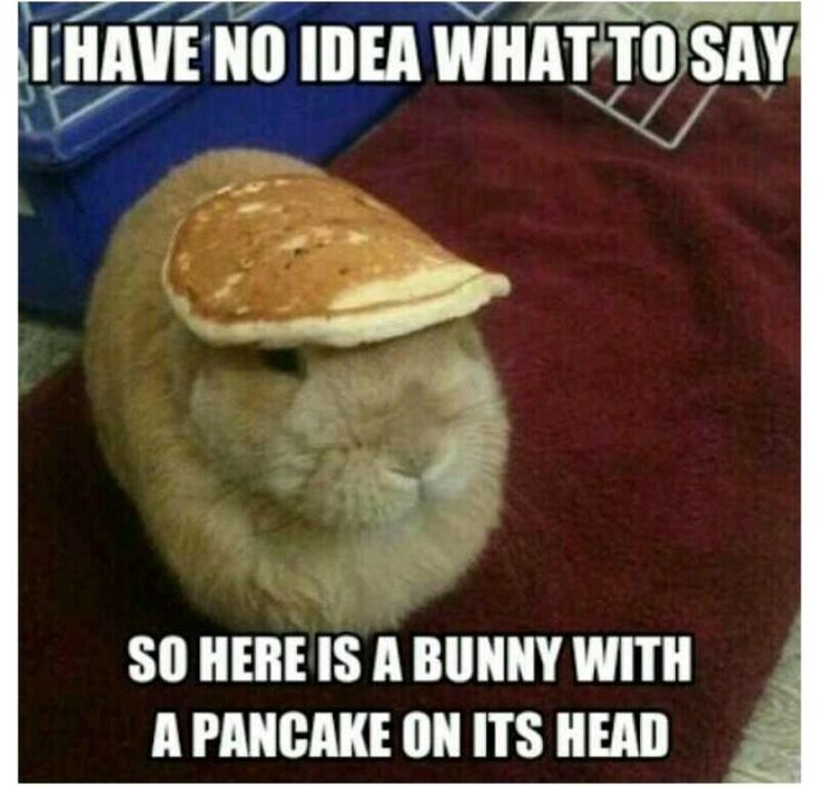 Bunnypancakehead