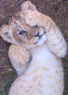 Lion cub peekaboo