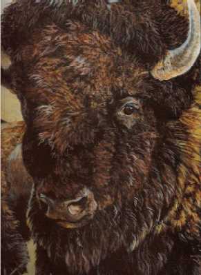 Buffalo