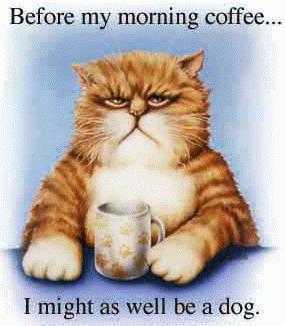 Morning coffee cat