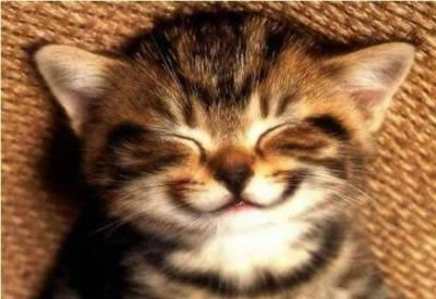 Cat smile