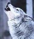 Howlwolf sm2