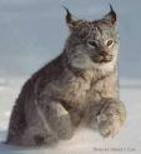 Lynxpic