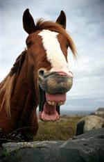 Laughing horse