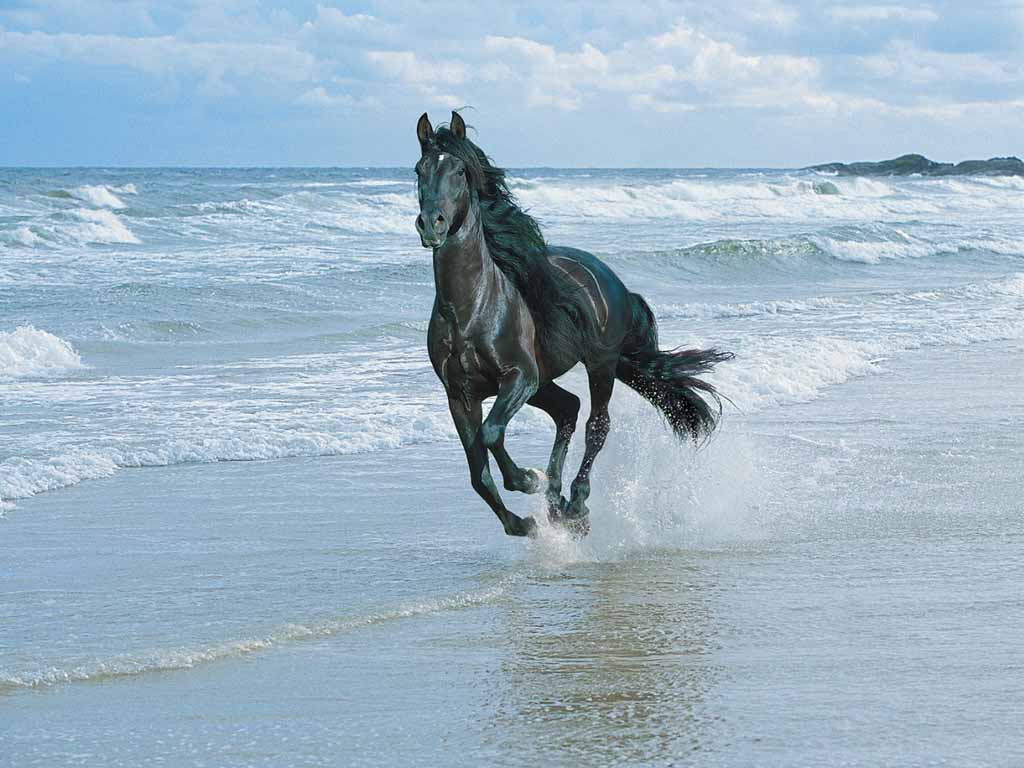 Black stallion on beach