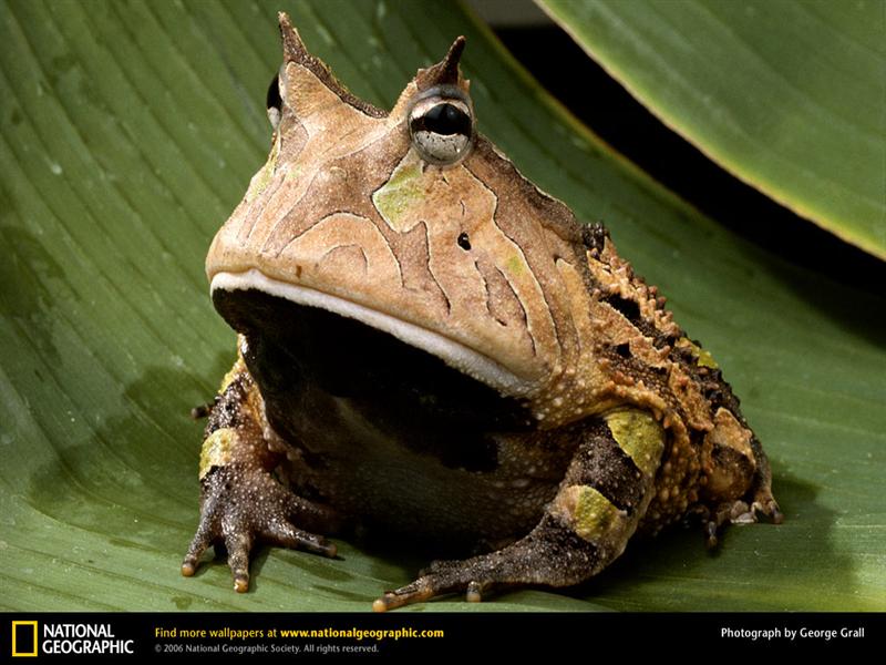 Amazon horned frog  medium 