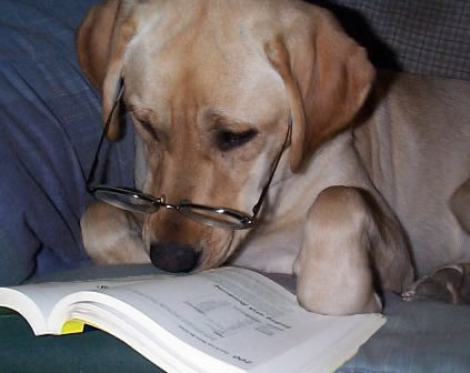 Dog reading stock photo