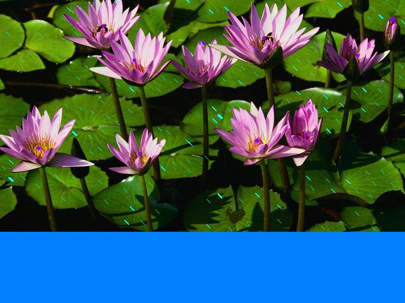 Water lilies