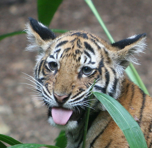 Baby tiger