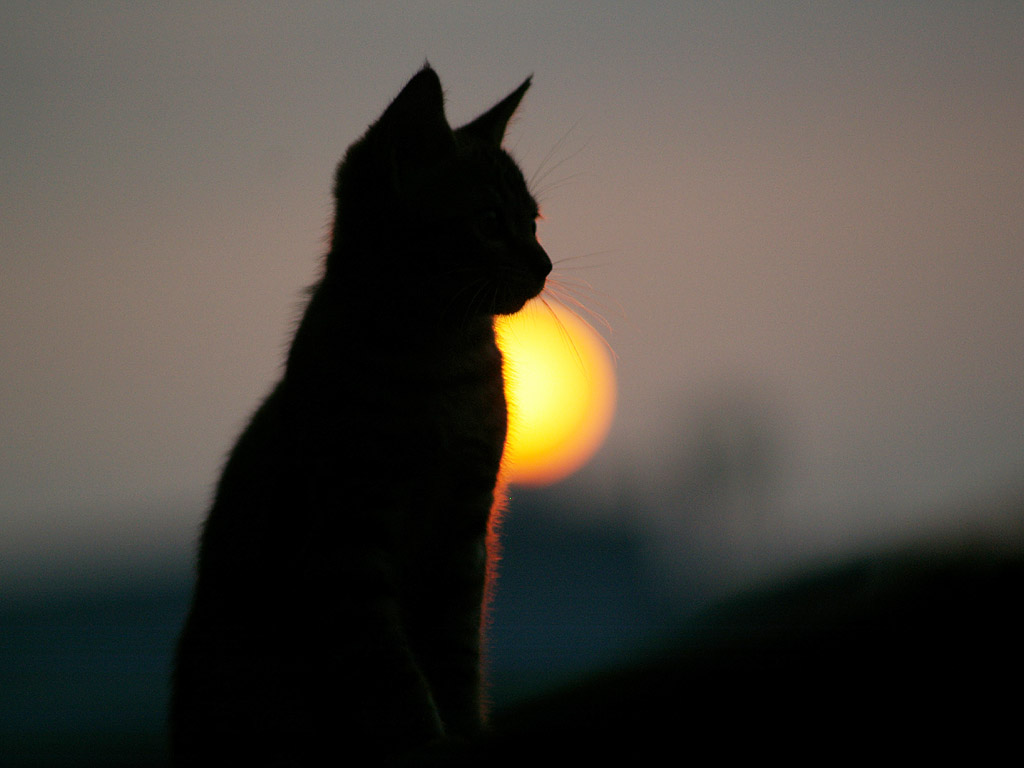 Kitty at sunset