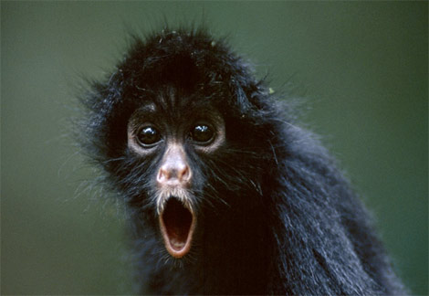 Black spider monkey