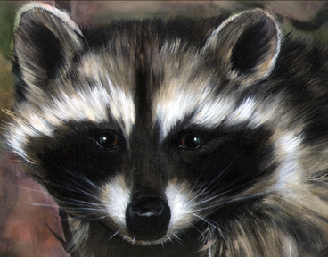 Raccoon