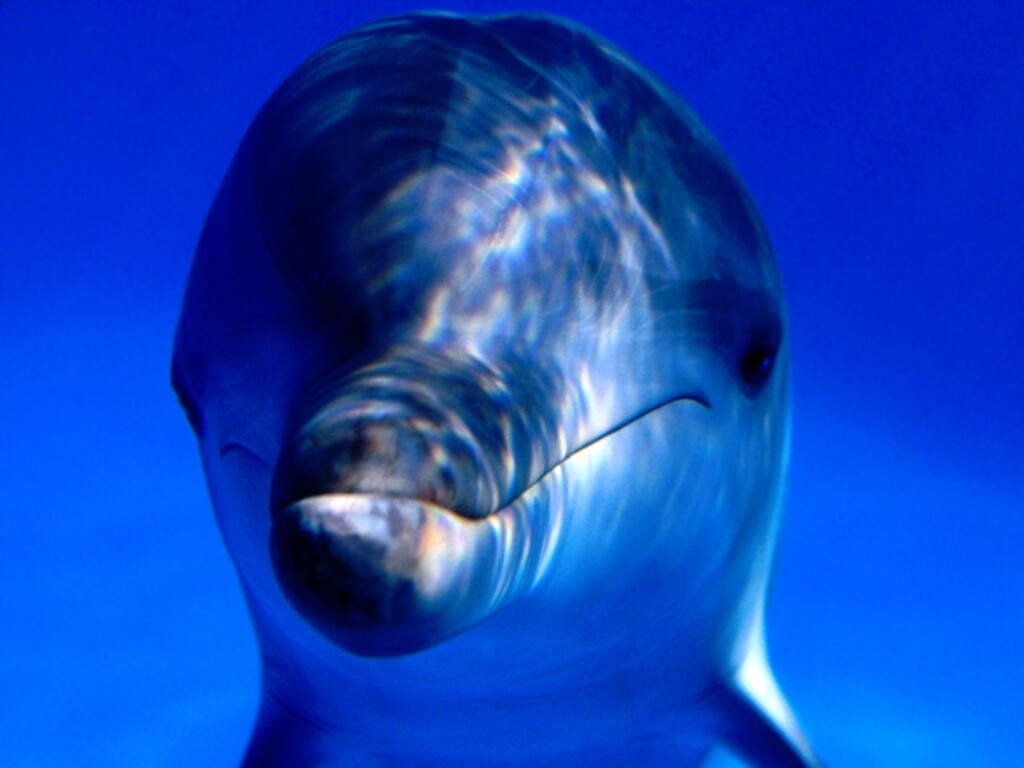 Dolphin wallpapers 336