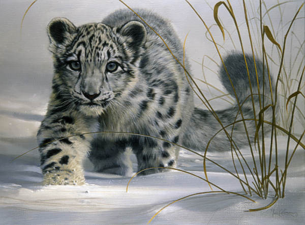 L19f snow leopard cub