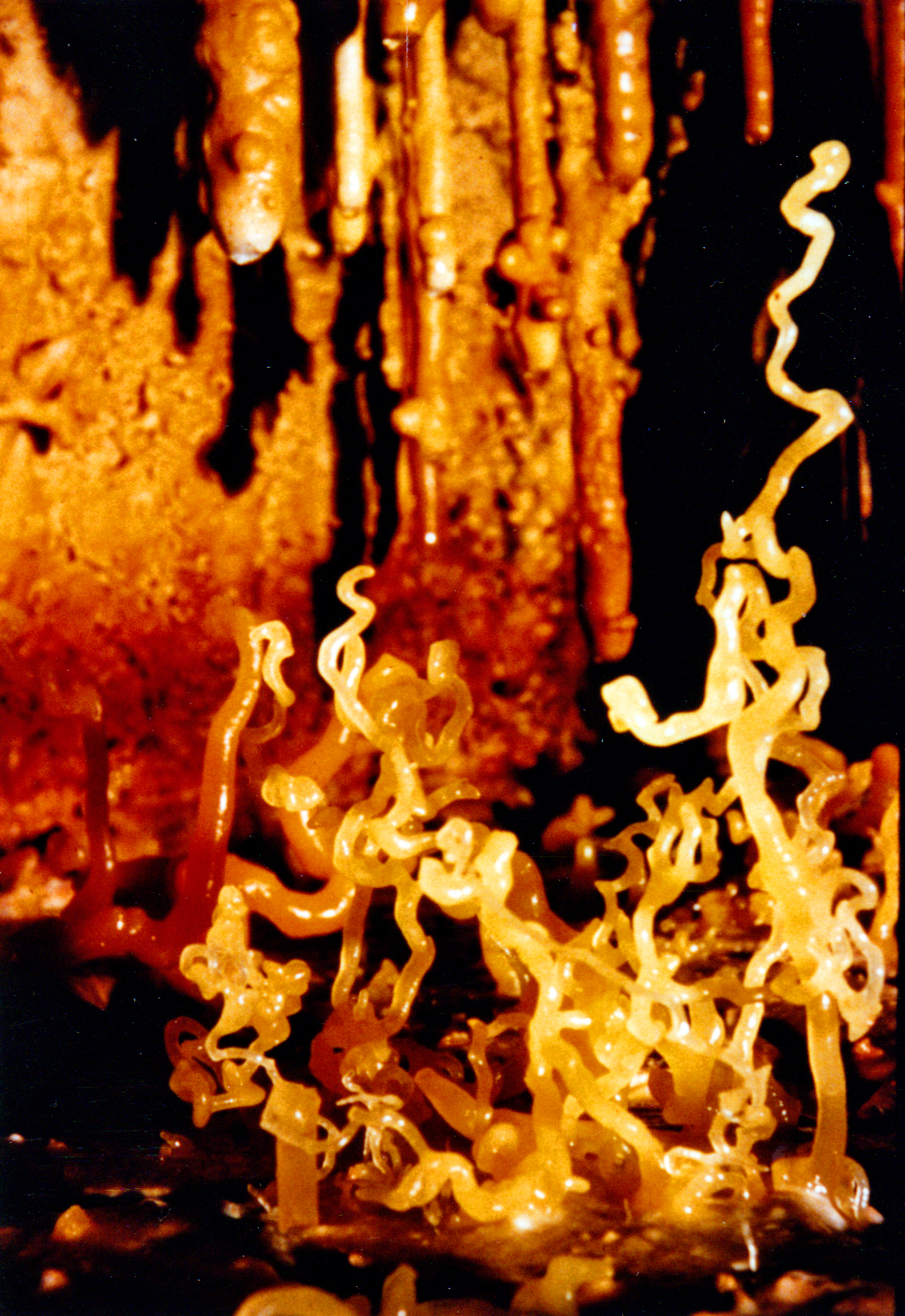 Snake dancers cottonwood cave