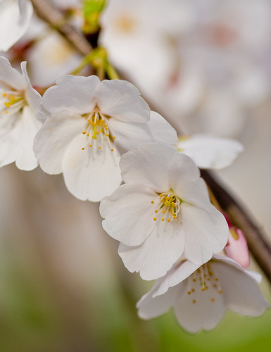 Cherry blossom