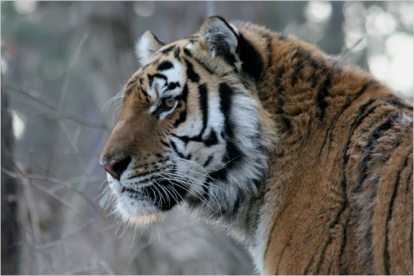 Tiger profile