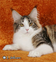 Maine coon