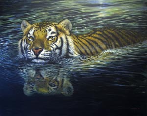 Tiger swimming300