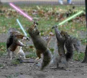 Jedi squirrels crop