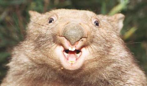 Wombat wideweb  470x276 0