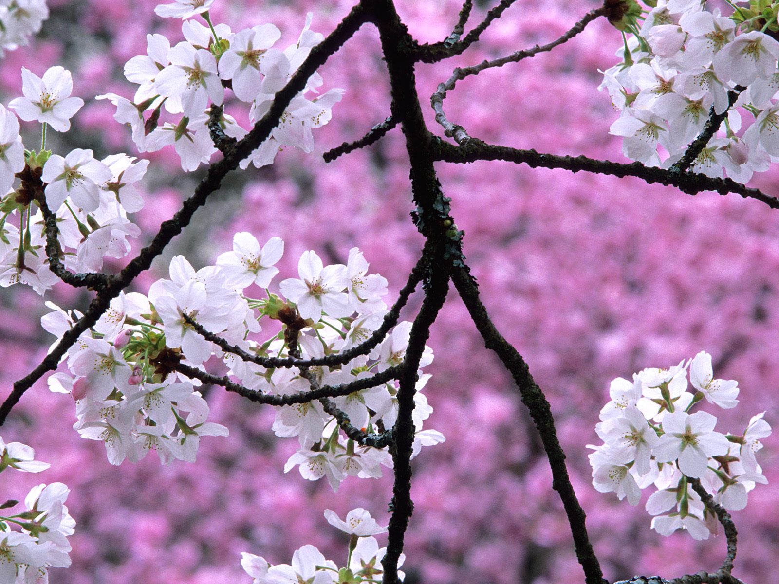 Cherry blossoms in spring