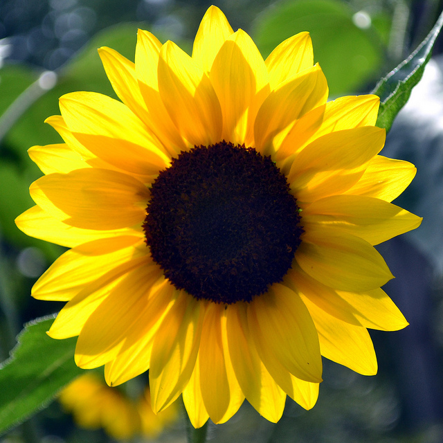 Sunflowerperfectbloom