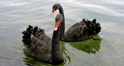 Blackswans