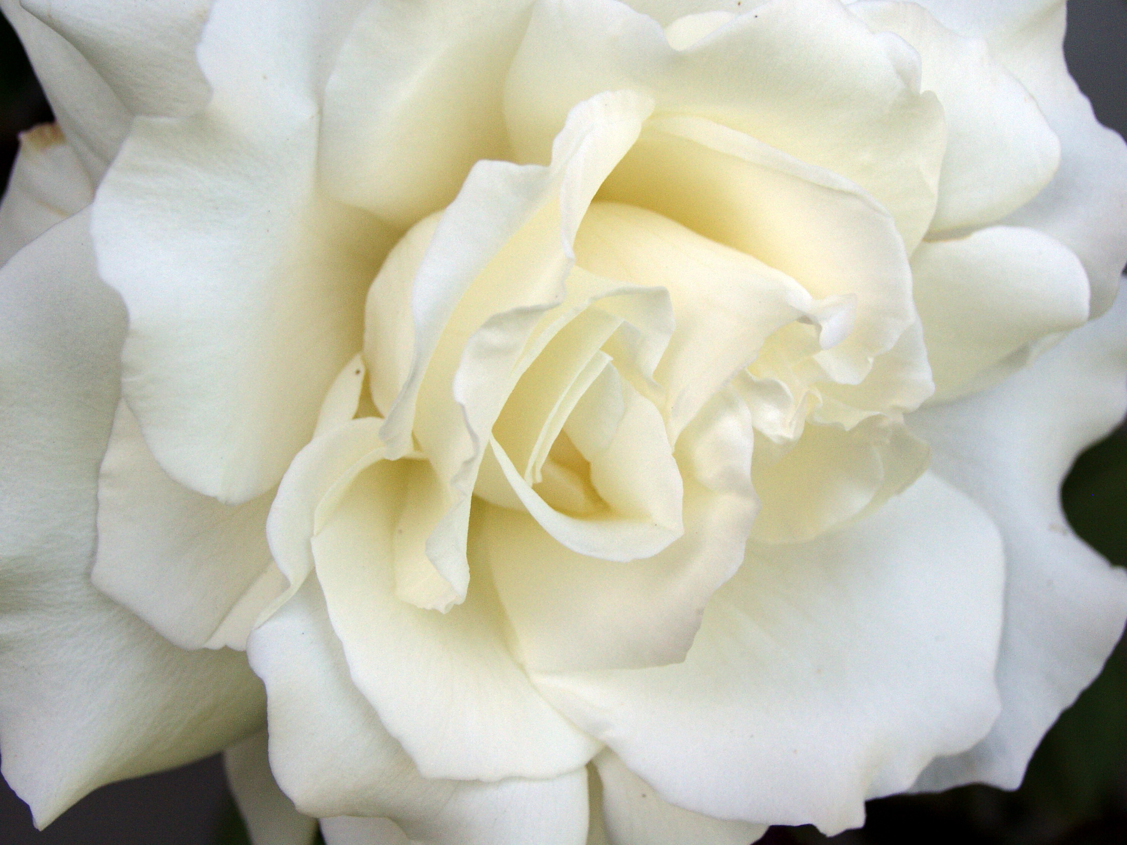 White rose