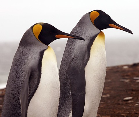 King penguins 03