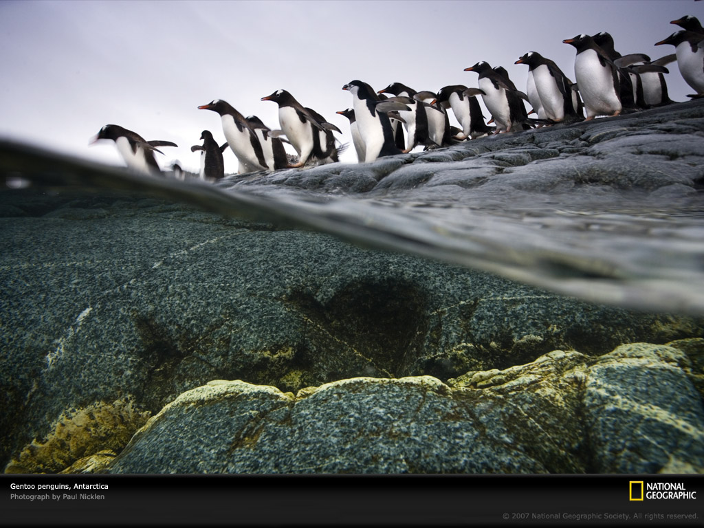 Gentoo penguin colony 1045595 lw