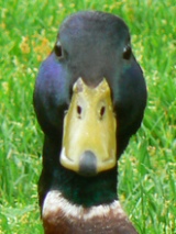 Duckhead