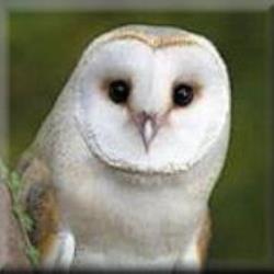 Barnowlggl